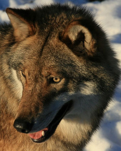 Tierfreigehege Nationalpark Bayerischer Wald